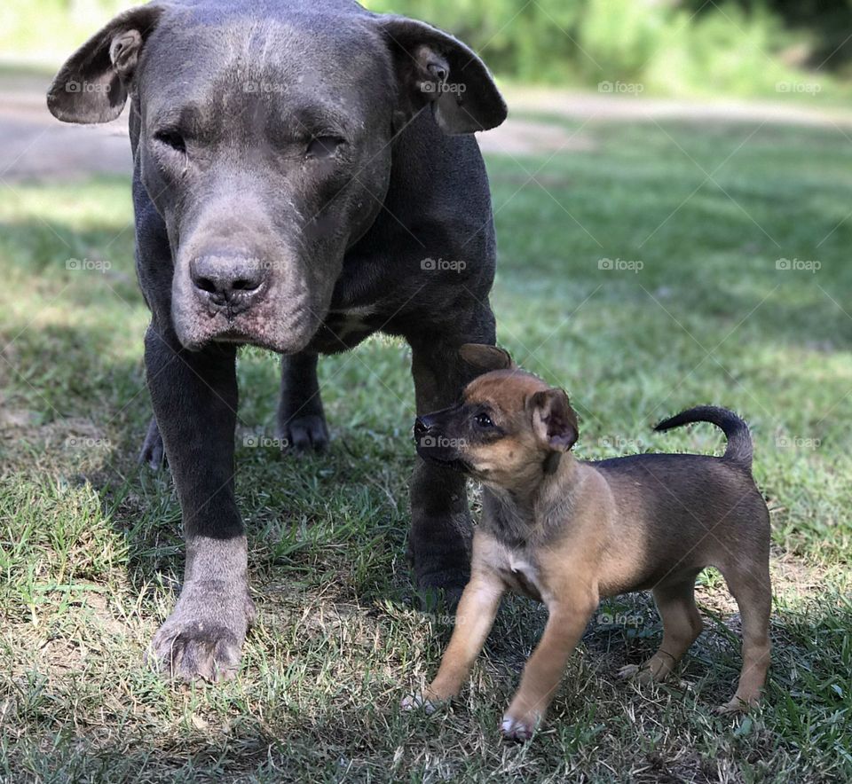 Little dog & big dig checking things out 