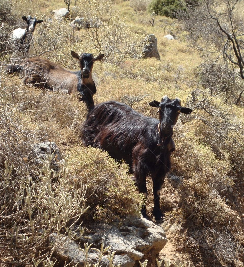 Family of Goats