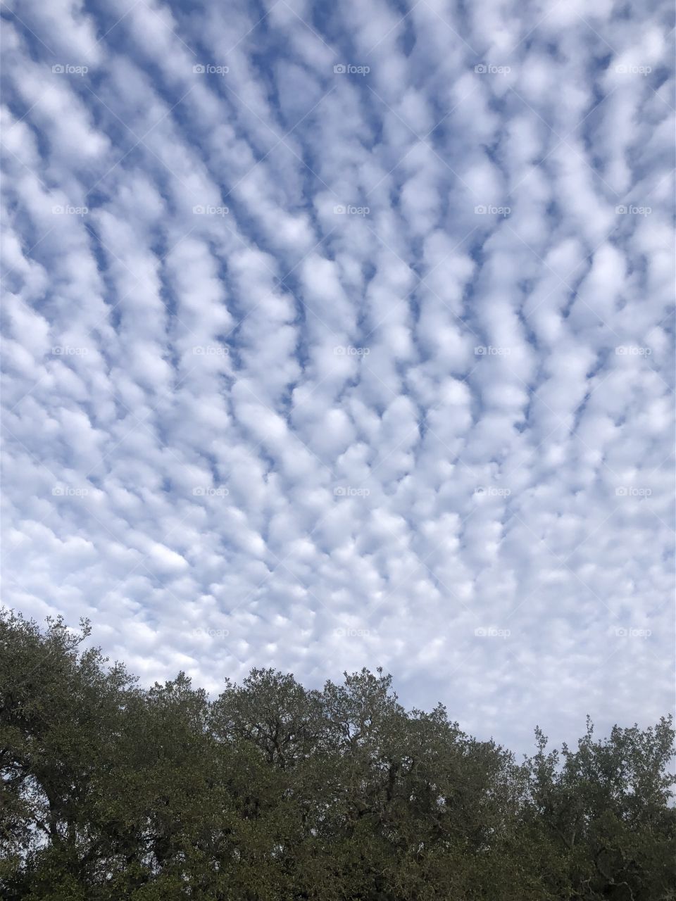 Same sunset but turned around and faced east! Beautiful clouds and sky tonight here in Texas!