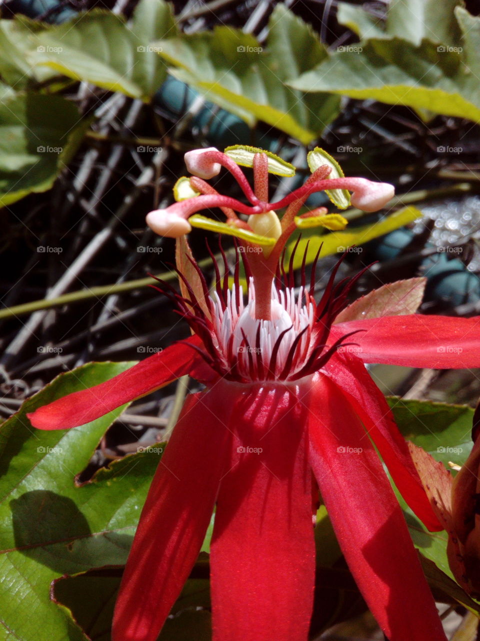 Red flower in full bloom