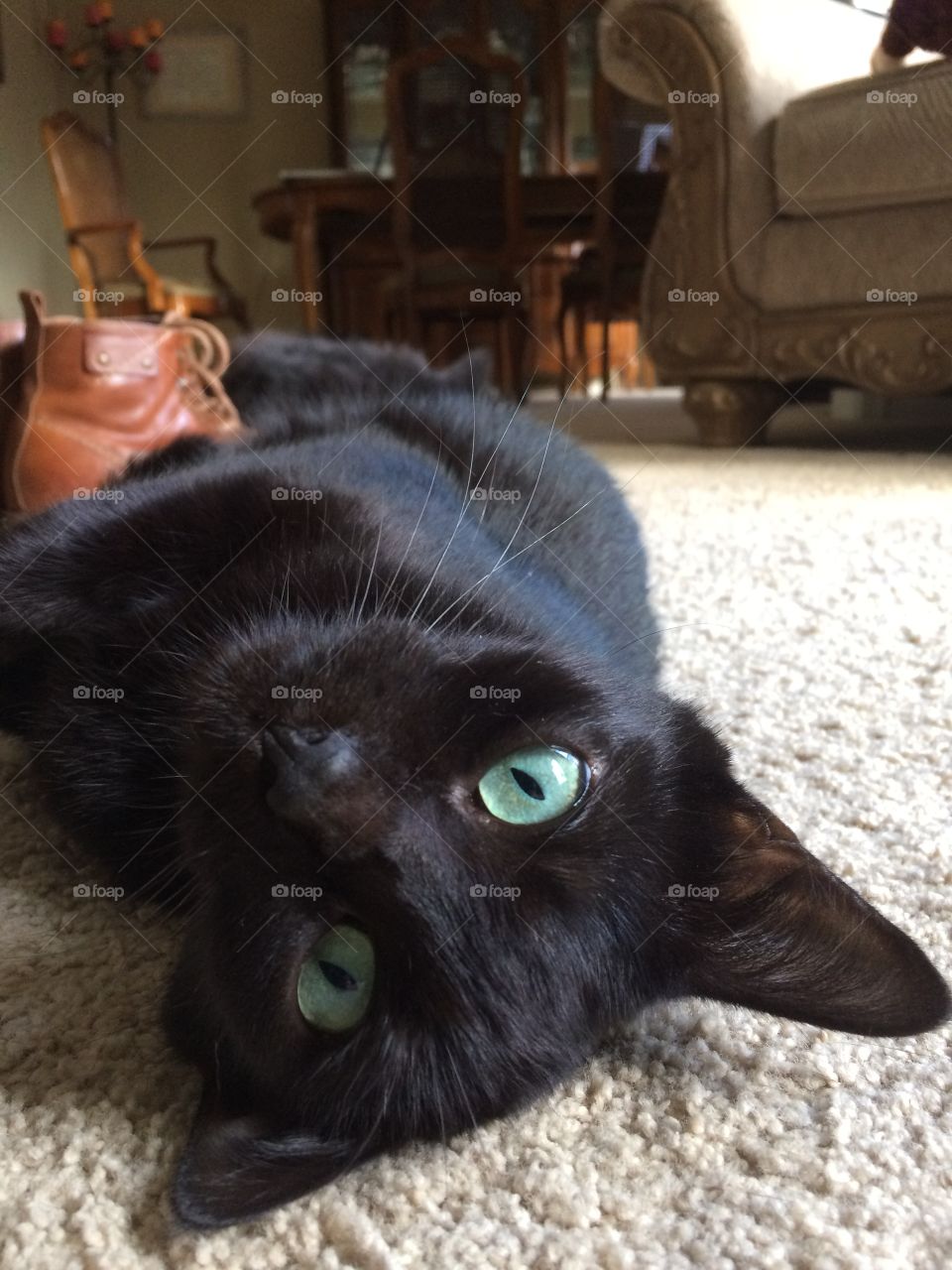 Cute black cat laying upside down.