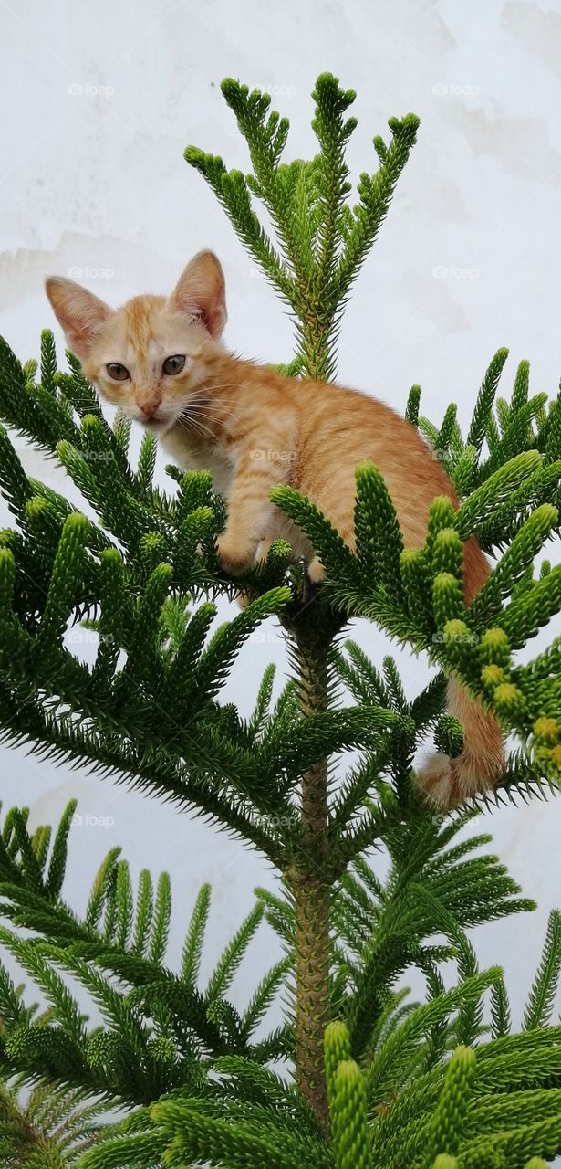 The baby cat is climbing on the top of the tree. It's amazing little kitten.