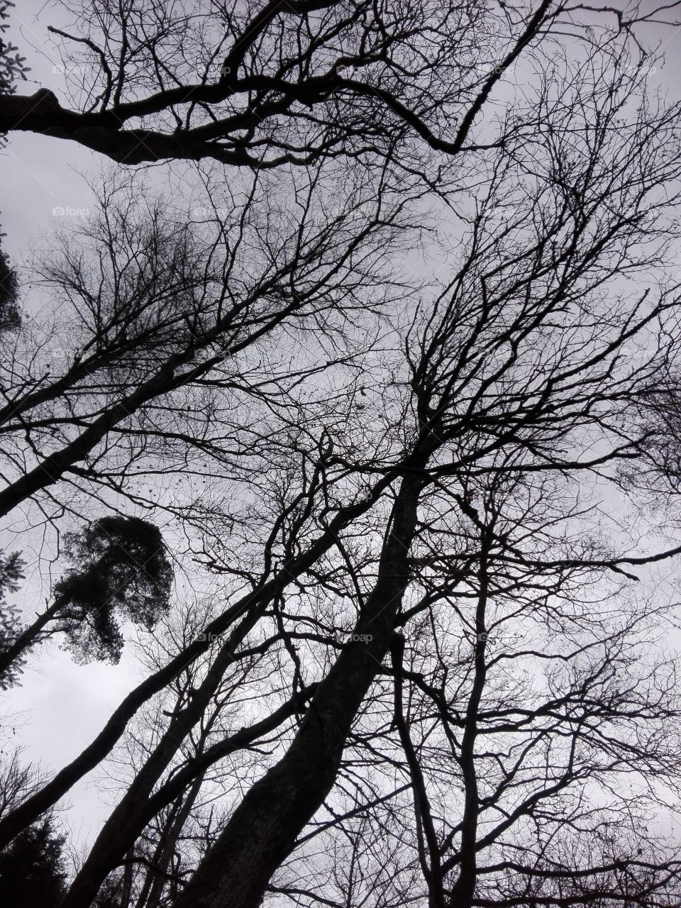 Nice trees and sky in the park 