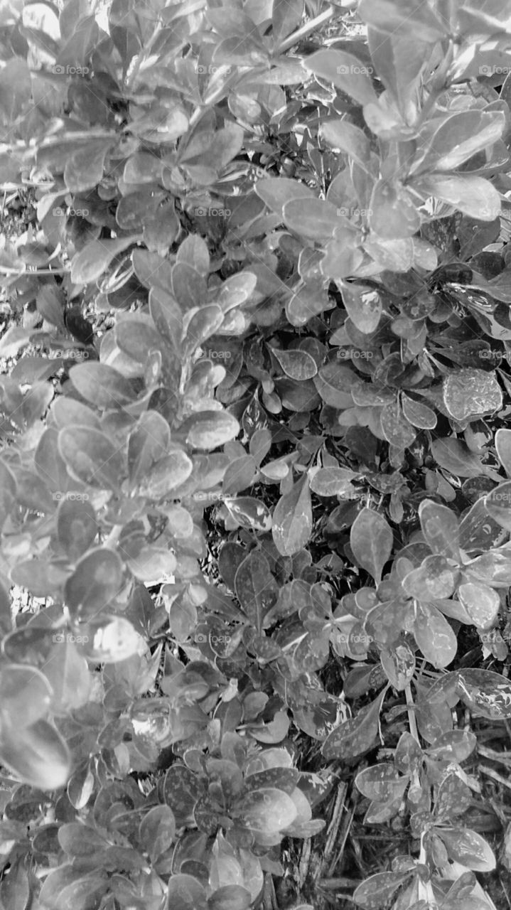 Barberry in b&w