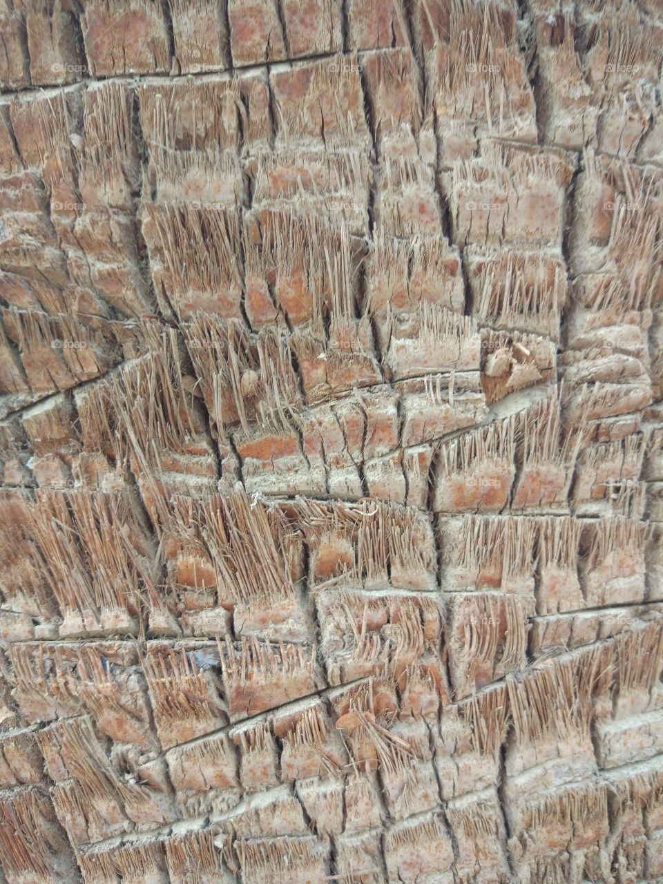 Wood texture