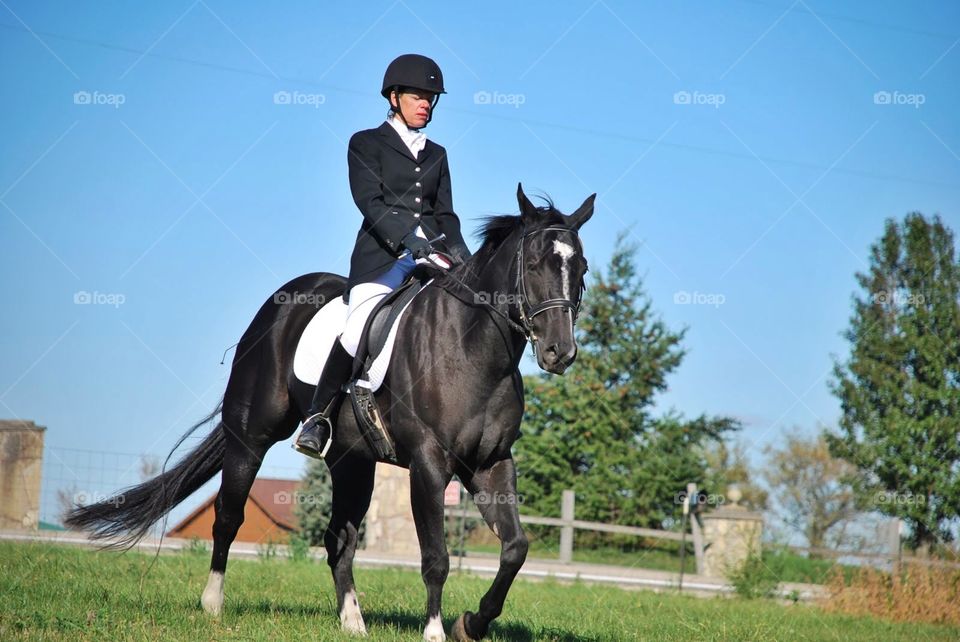 A fine steed. A well-muscled black horse gets put through its paces during a Dressage show 