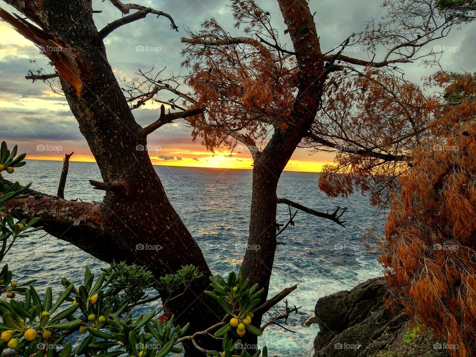 Tree, Water, Landscape, No Person, Nature