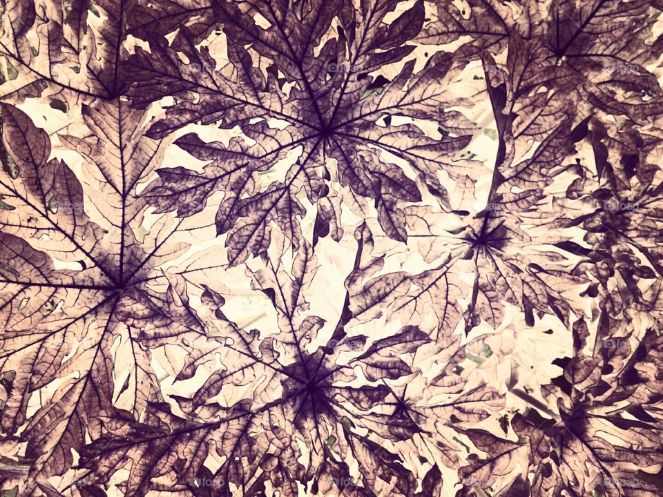 Texture Design,Texture Photo,Background Texture Photo,Multipurpose Texture Design,Texture Photo for You,Standard Texture Photo,Color Texture Photo,Texture Photo for Everyone,best leaves texture design photo