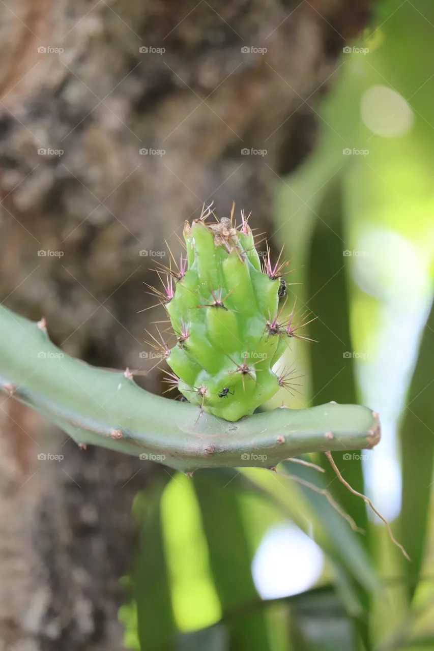 Pitaya
