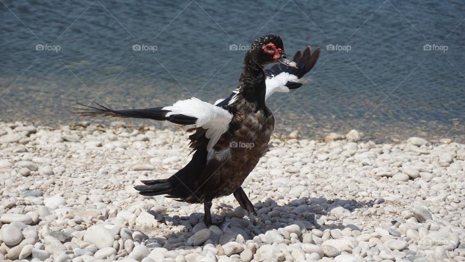 Duck#bird#lake#wind#animal