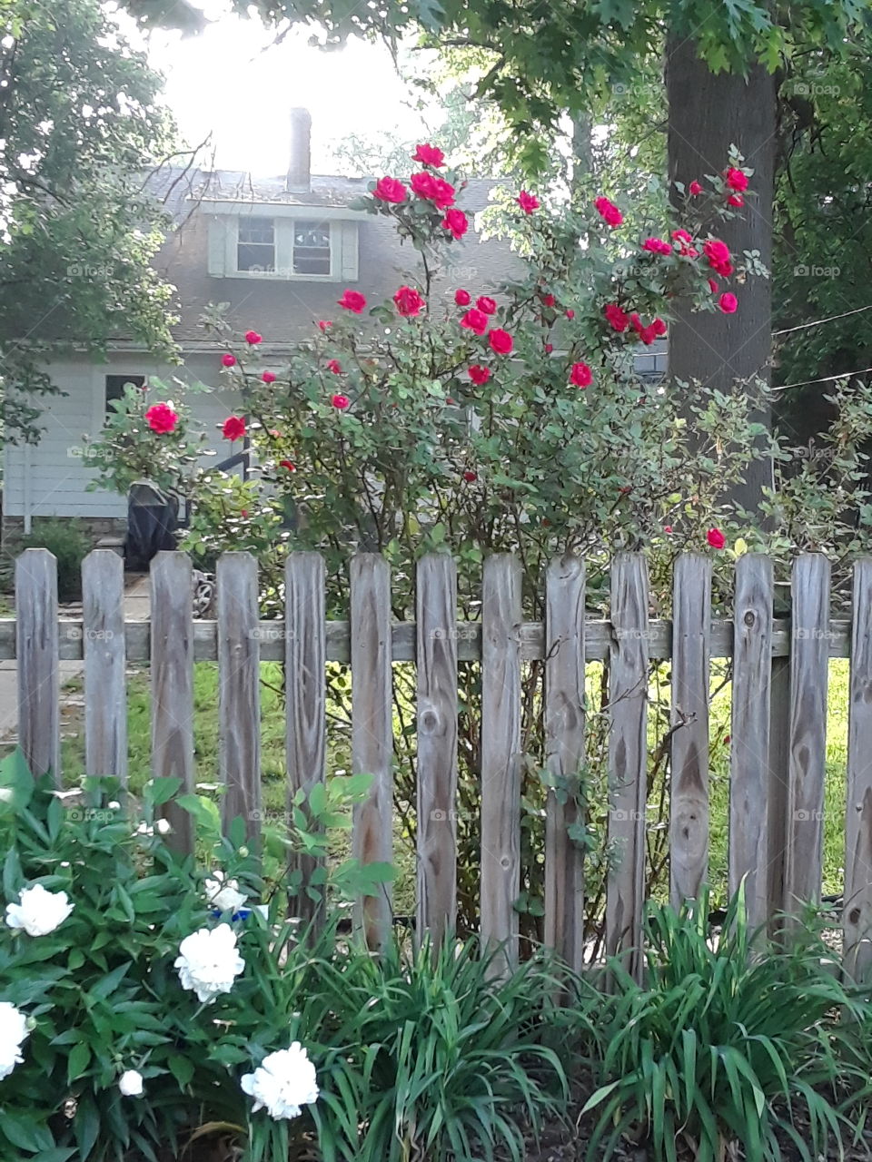 Climbing rose garden on a wooden fence with white peoney
