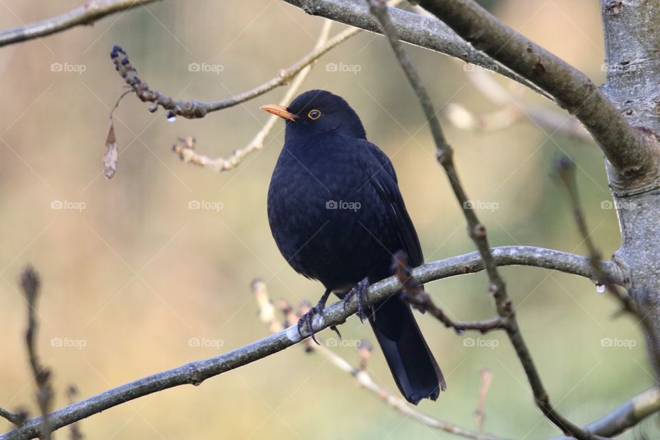 Blackbird