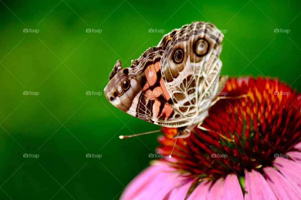 Butterfly in the garden 