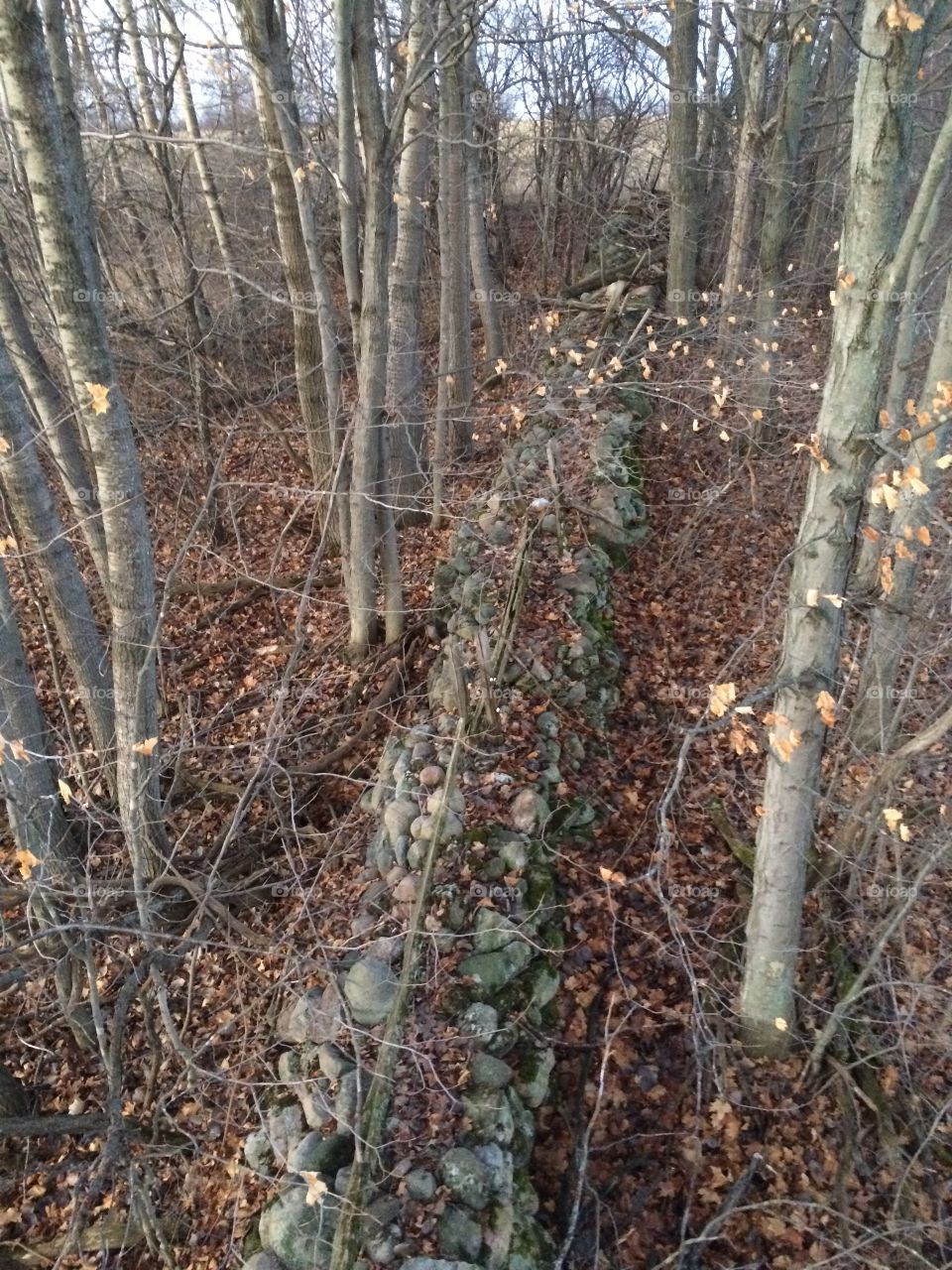 stone wall - view from tree stand where I was bow hunting