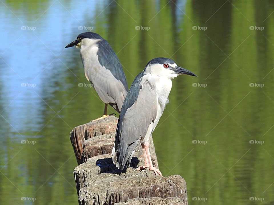 Black Crowned Night Herons