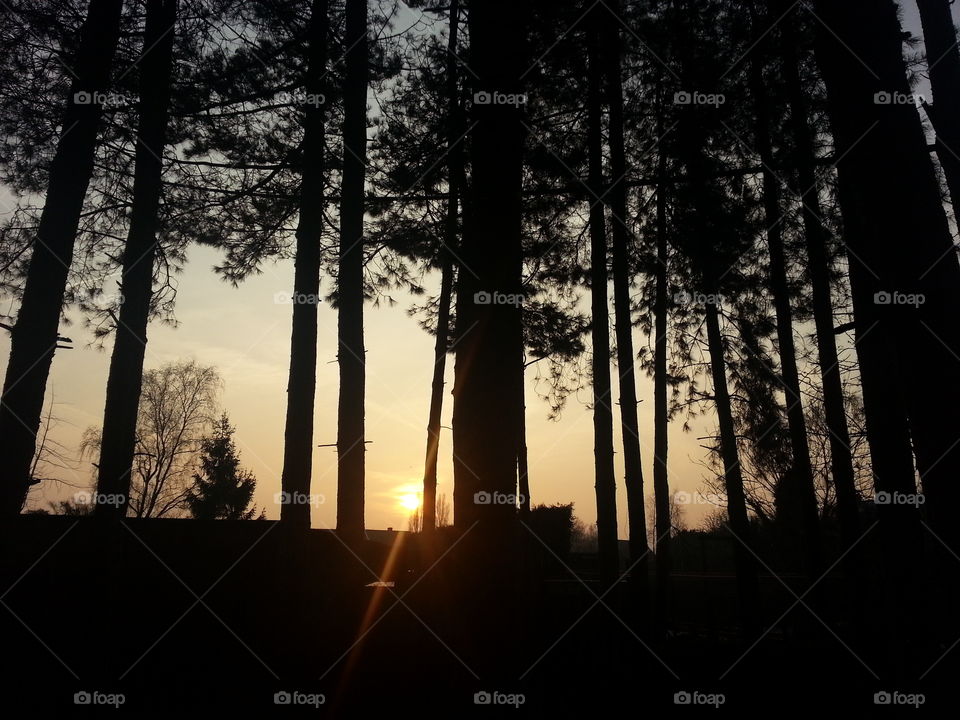 pine trees at sunset. just my pine forest in the sunset