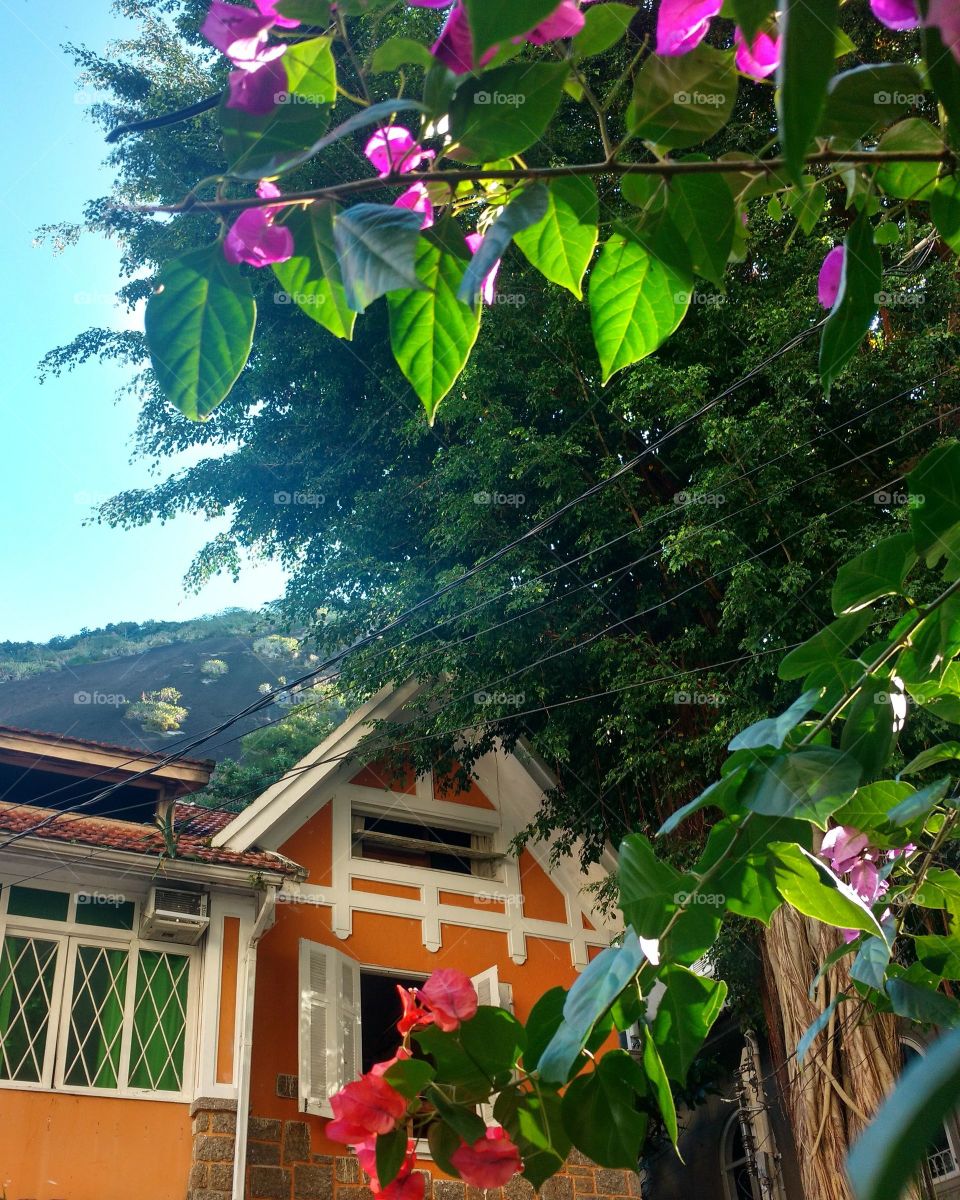 The Orange house and Bougainvilles