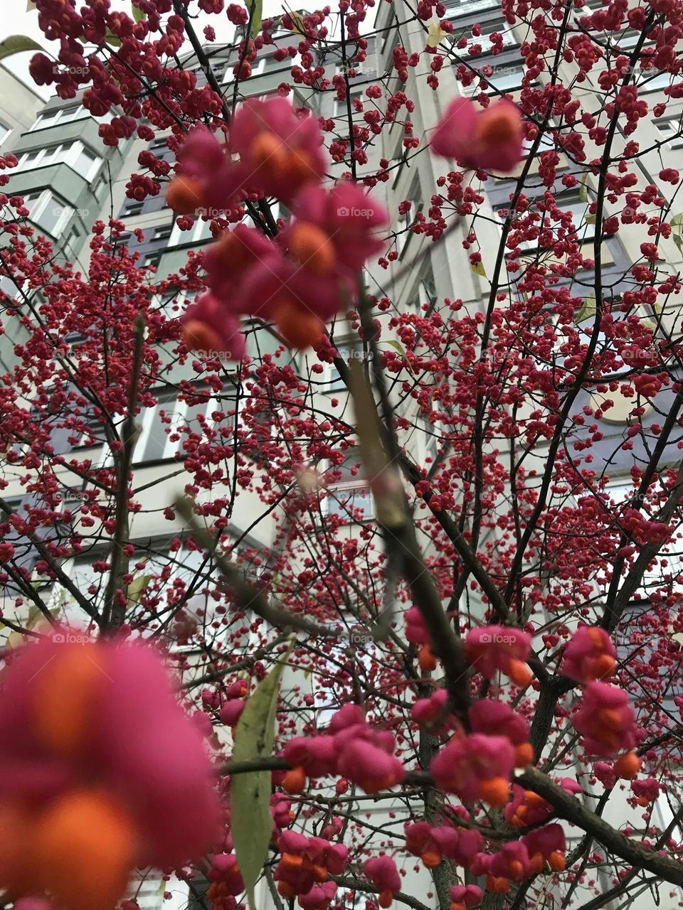 Pink plants 