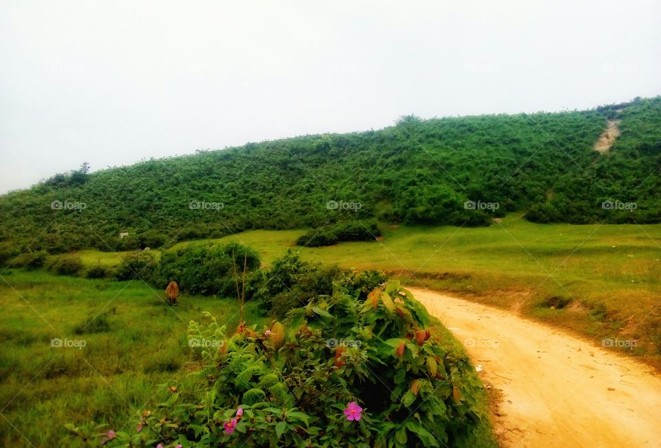 Hill, road and natural, thare are something flower with road