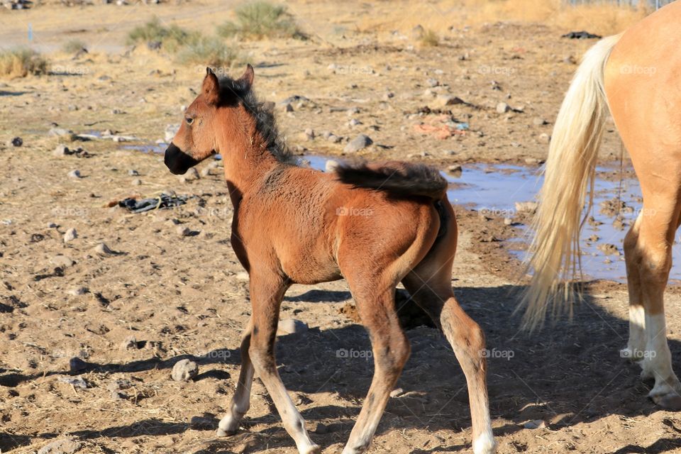 Wild mustang colt, this little one only a few weeks old, it's parents are a wild mustang stallion Palomino cross (many photos in my portfolio) and the mare is a Paint horse/Pinto