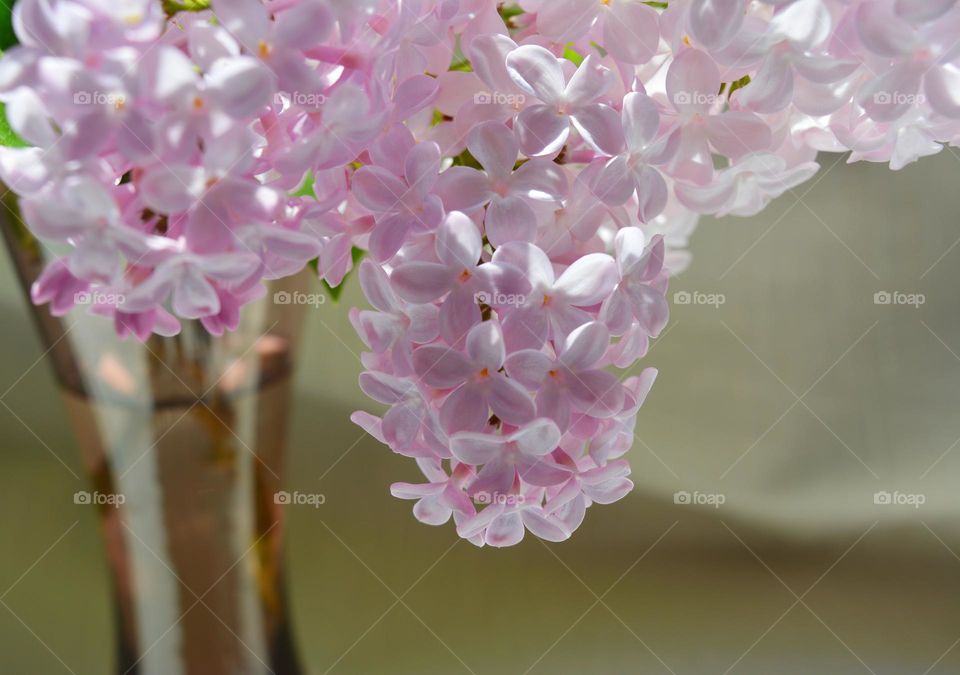 lilac purple flowers spring nature