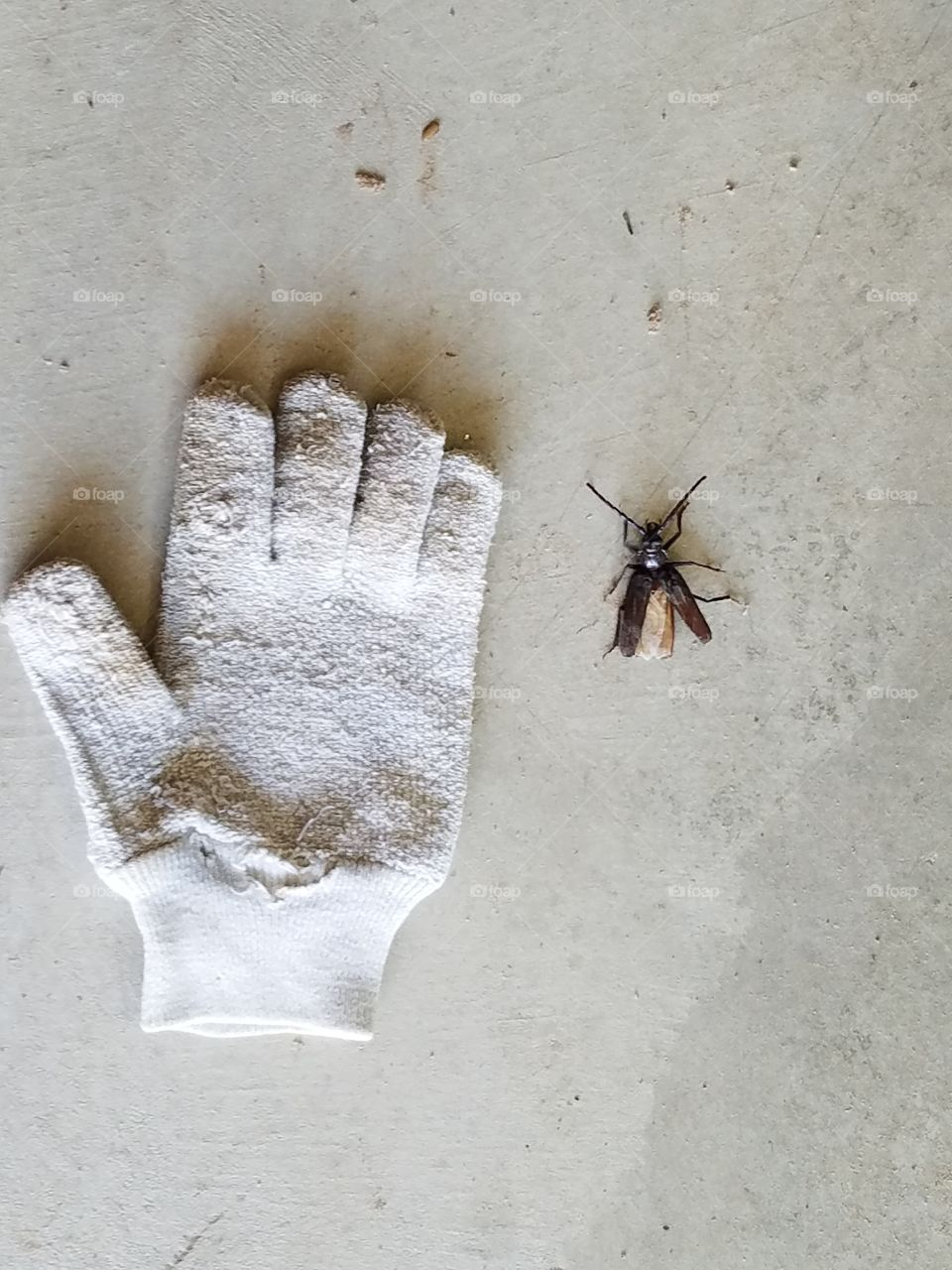 giant bug