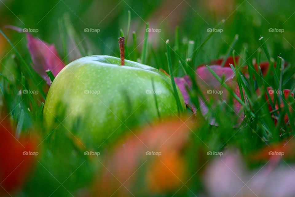 A green apple in the grass