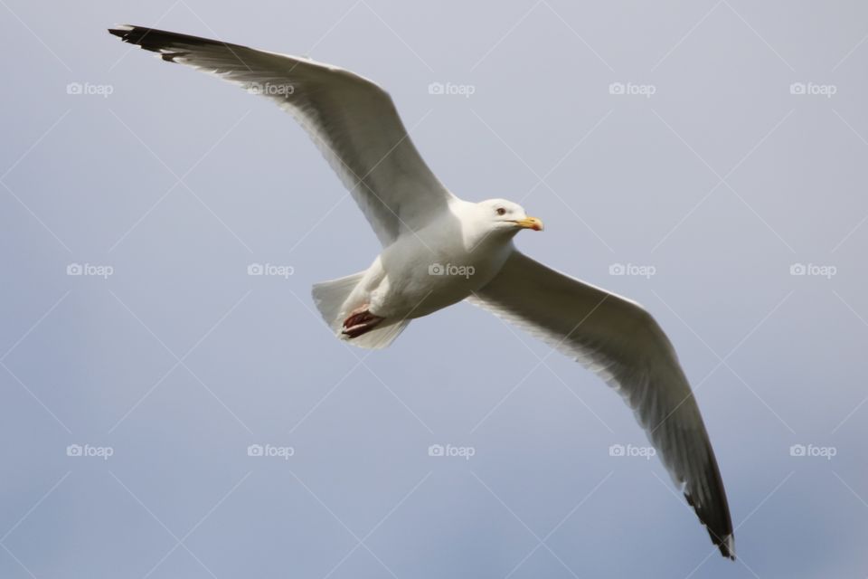 Seagull 