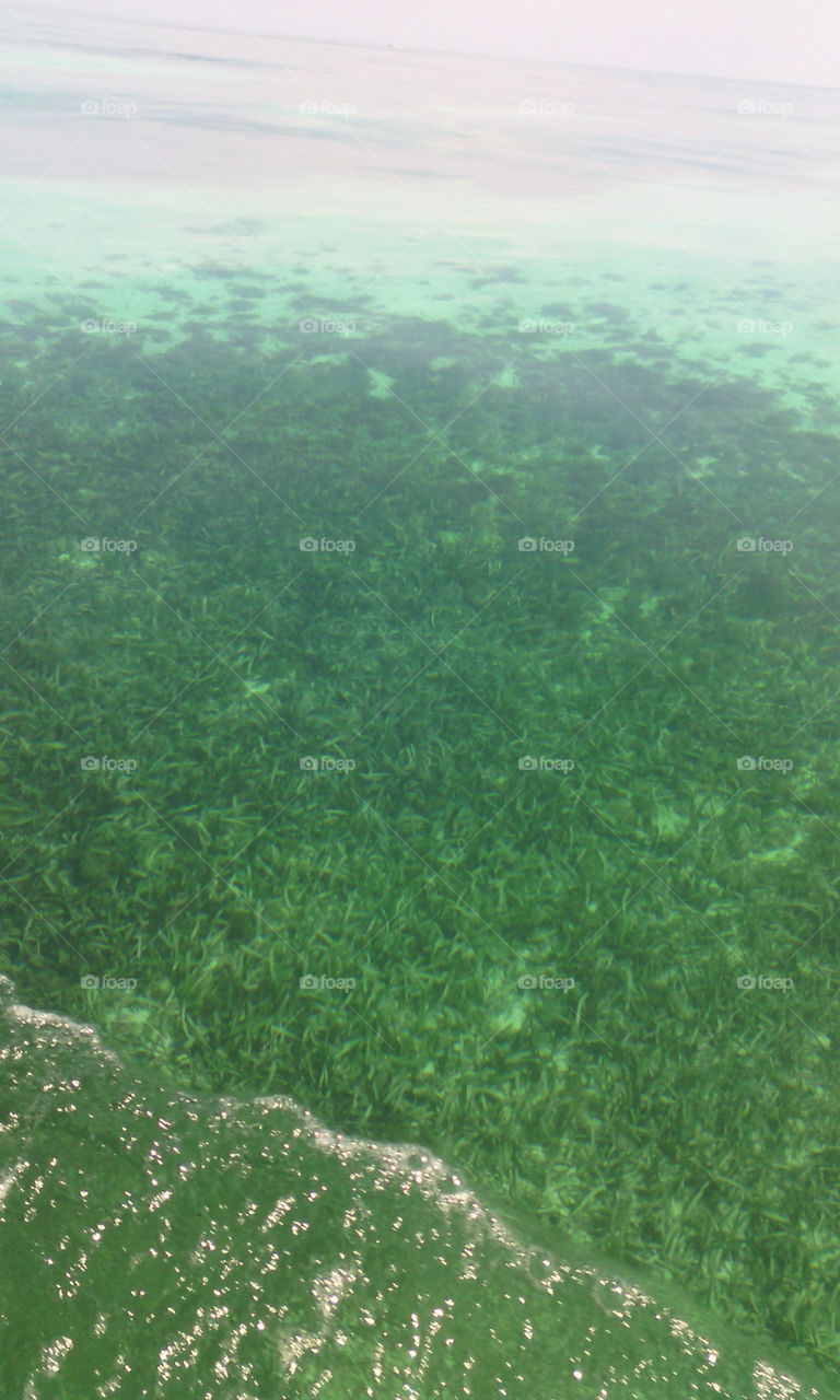 Turtle Grass #Seagrass #IslandLife #JamaicaThroughMyEyes