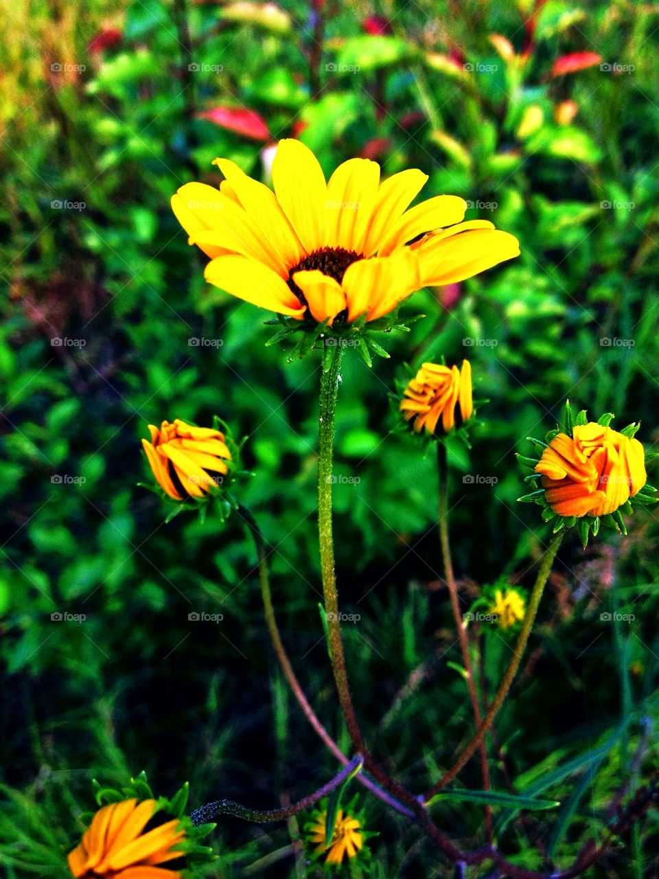 A beautiful yellow flower growing wild in rural White County, central Arkansas