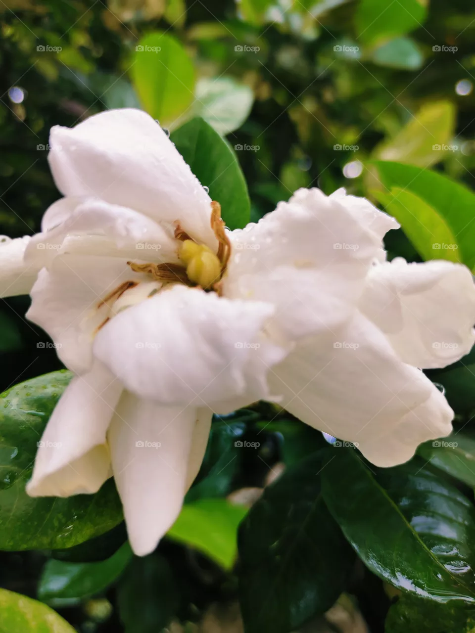 kerala kalyana sougandhikam flower
