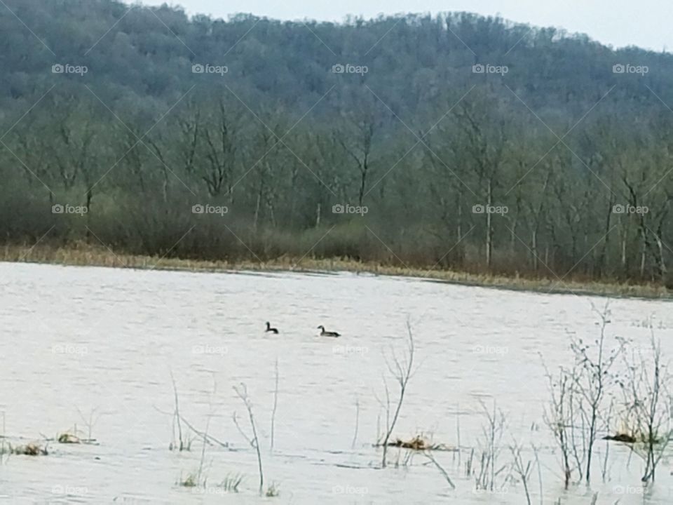 Geese on the Pond