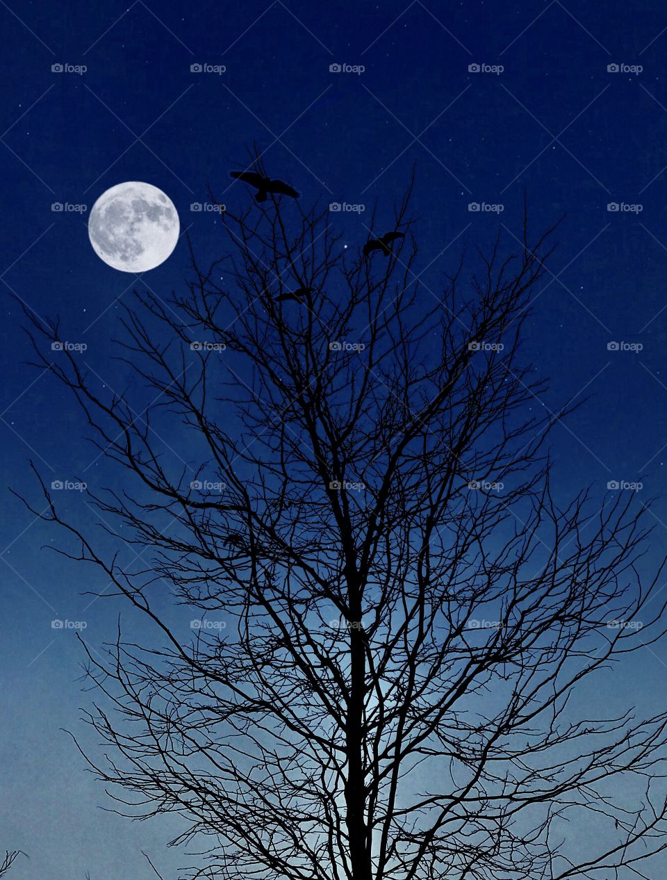 Full moon in the evening sky 