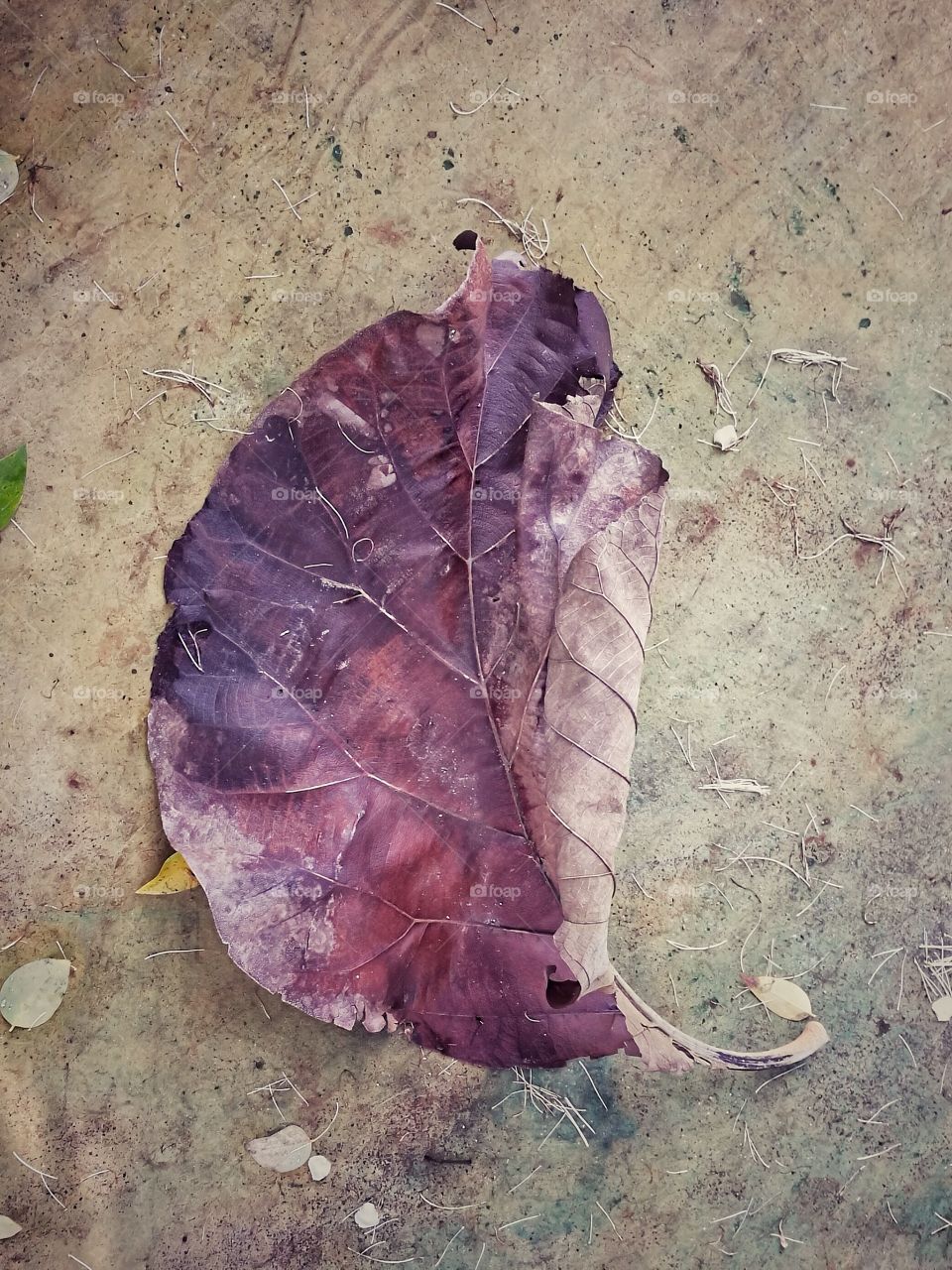 Leaves dry in the spring