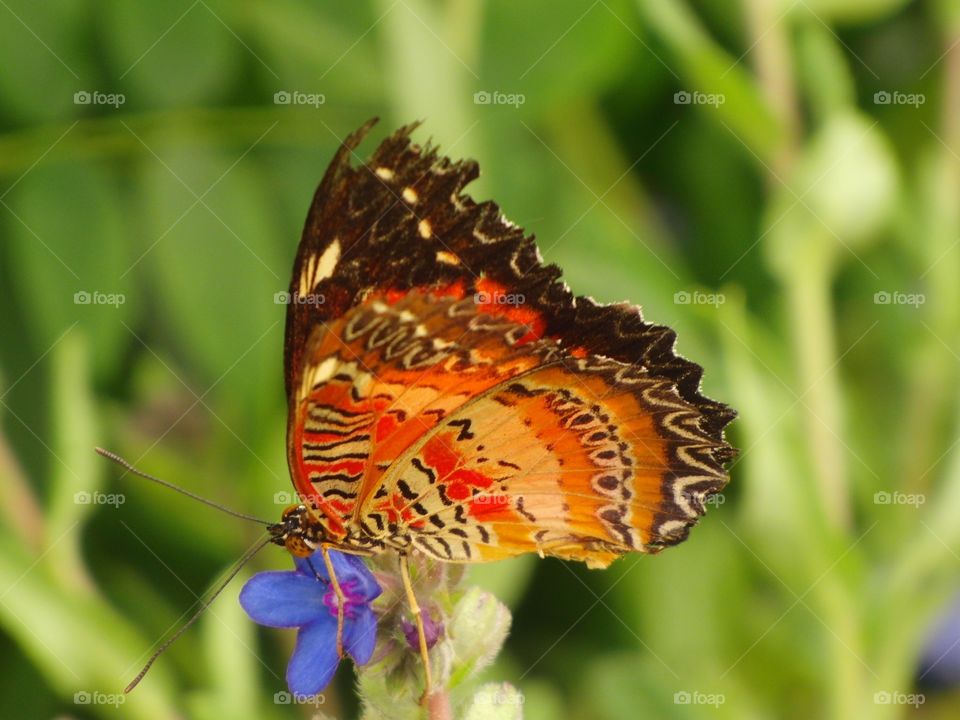 Pretty butterfly