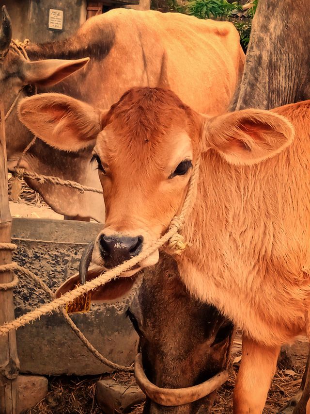 Cow