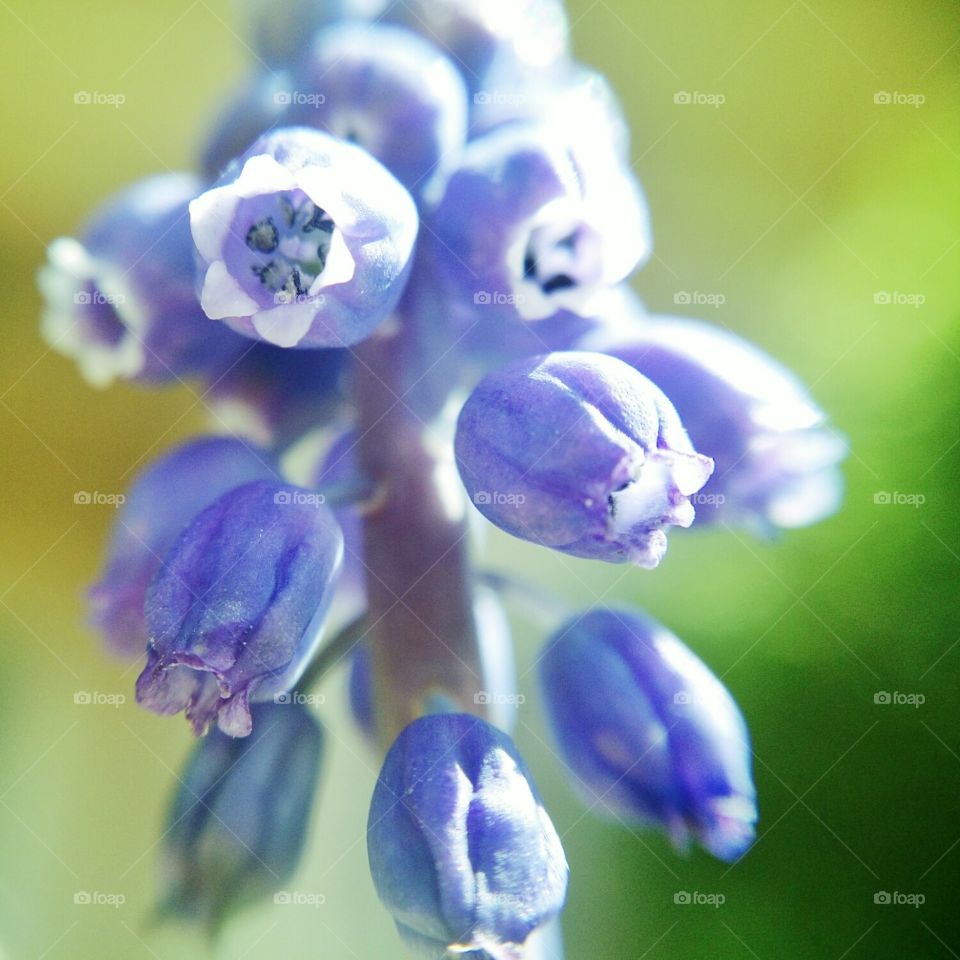 Spring Macro. Some flowers in my yard