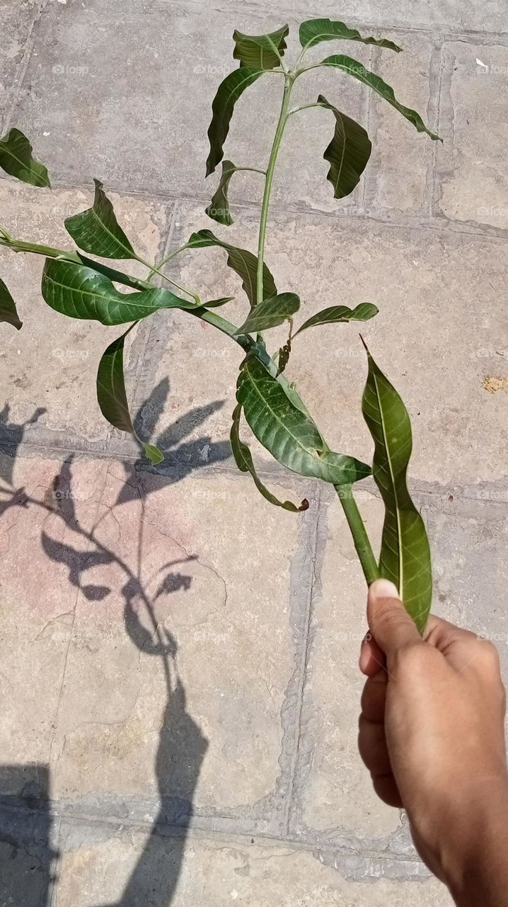 Sunlight mango leaves shadow in summer noon!