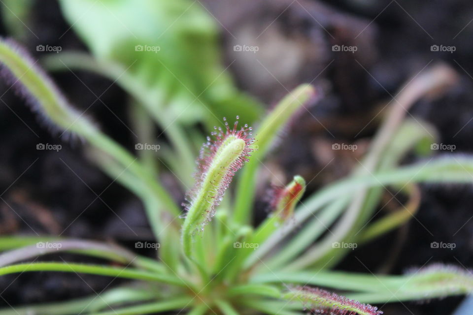 young sundew close picture