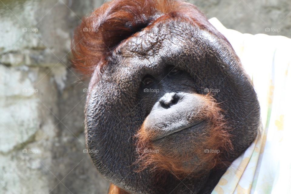 Orangutan 