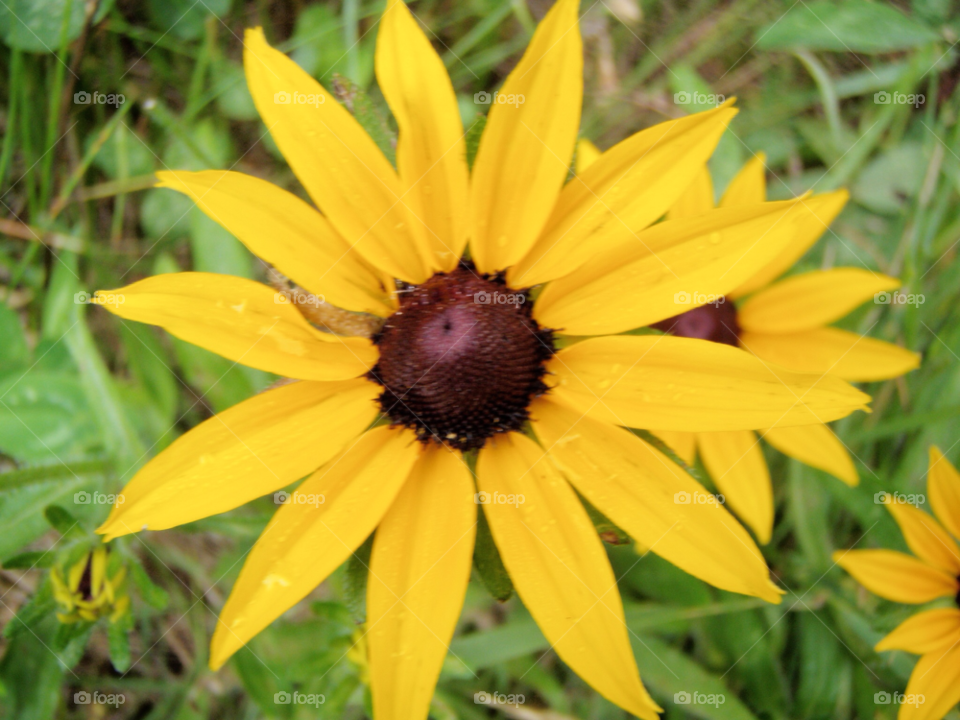 yellow flower sunflower close up by lagacephotos