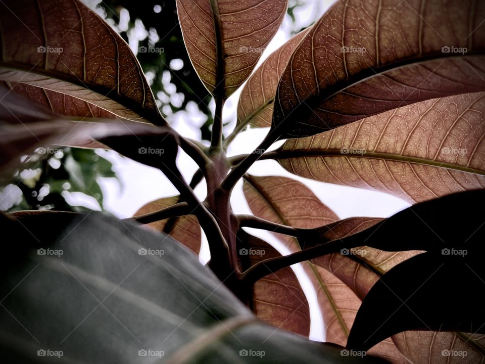 Between leaves