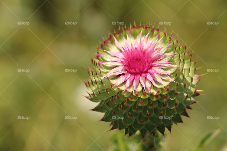 Close-up of flower head