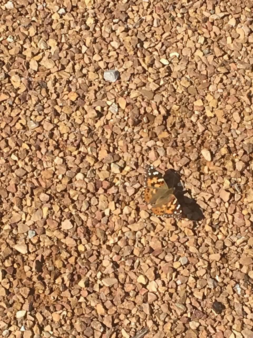 Nature’s camouflage 