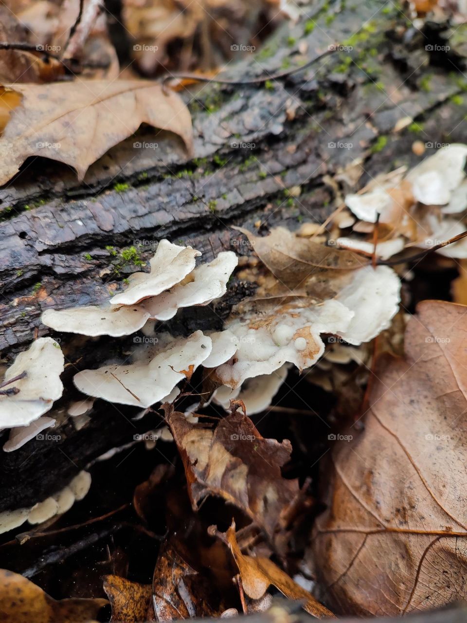 Gloeoporus dichrous on tree log