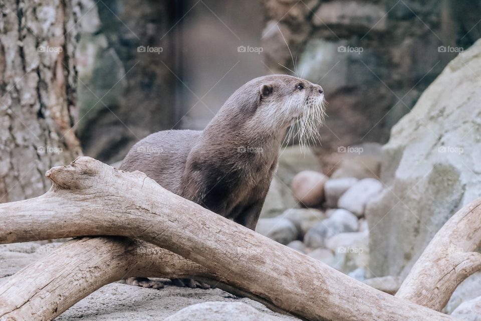 Otter