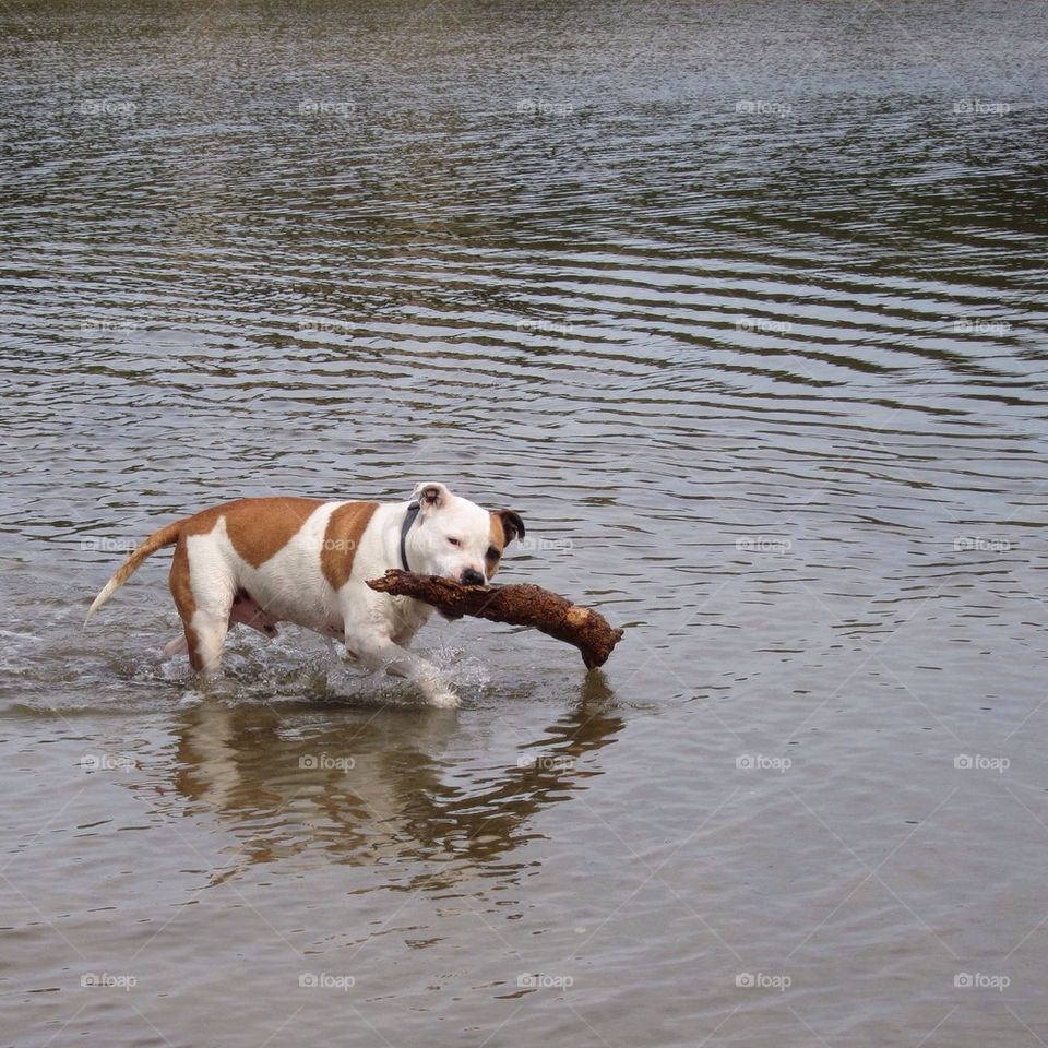 Dog with his catch