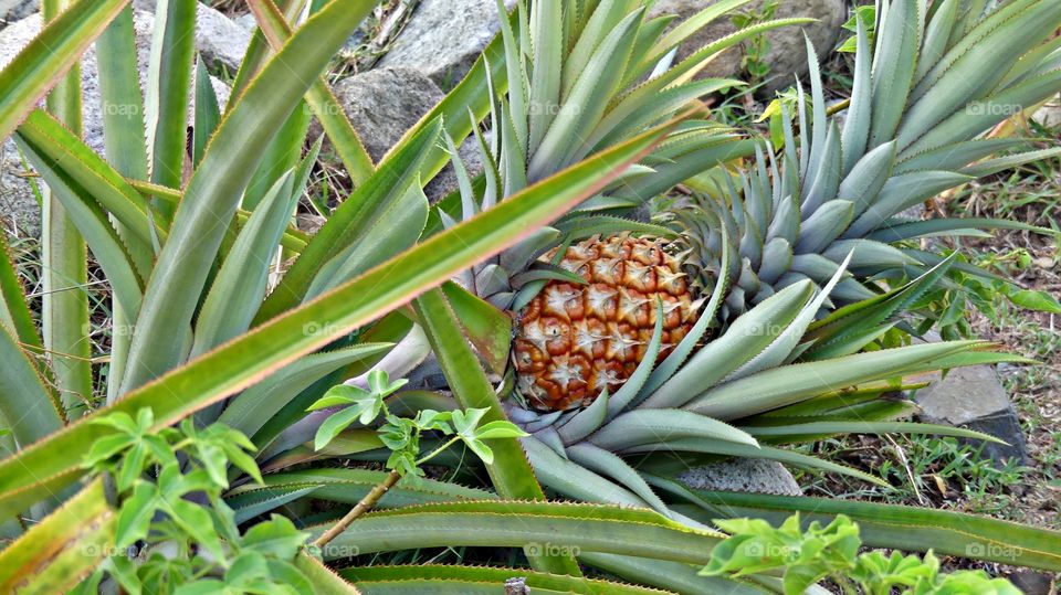 A field of pineapple plants producing a pineapple. While commercial pineapple cultivation occurs primarily in tropical regions, you can grow pineapple plants in gardens too. 