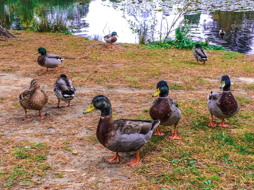 Ducks having a riverside walk in the autumn