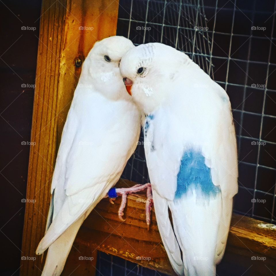 My Two Beautiful Budgies Pair Together Forever As long As One Shell Can Live